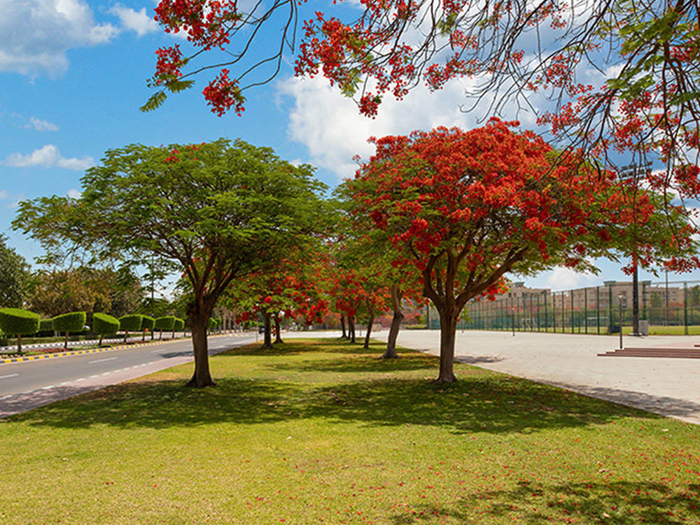 Al Dhannah Attractions and Facilities